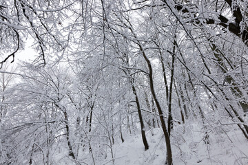 trees in the winter season on the territory of the park