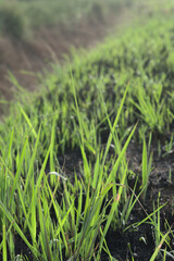 Green grass growing on scorched earth