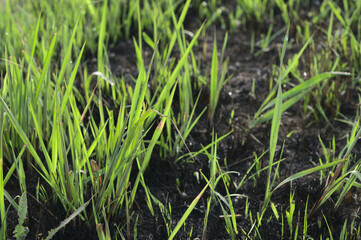 Green grass growing on scorched earth
