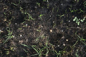 Green grass growing on scorched earth