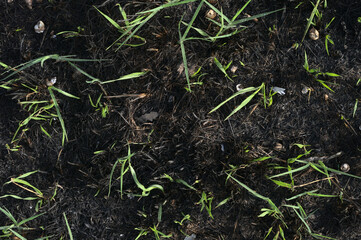 Green grass growing on scorched earth