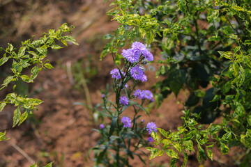 Beautiful violet chrysanthemums flowers in the garden. Commonly known as Seruni or krisantemum in Indonesia.
