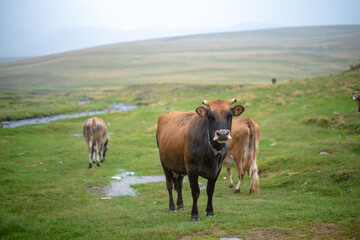 Fototapeta na wymiar Mountain and cows on green meadow, summer landscape.