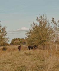 caballos en el campo