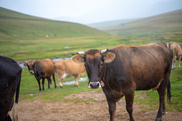 Mountain and cows on green meadow, summer landscape.