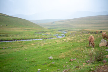 Fototapeta premium Mountain river stream summer landscape