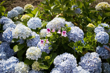 Group of blue hydrangea flower-heads between green leaves and a white and pink flower in the middle