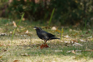 crested myna blackbird on the grass