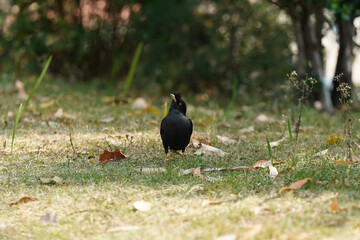 crested myna blackbird in the grass
