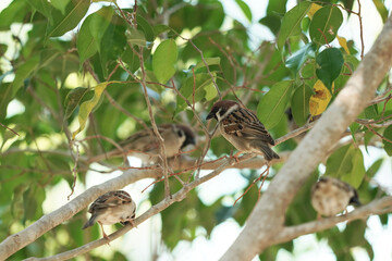 sparrow on a branch