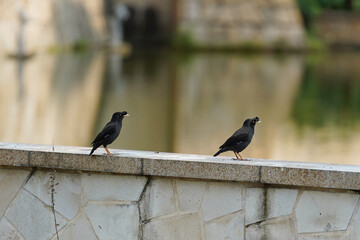 crested myna blackbird on a fence