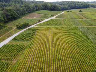 View on green pinot noir grand cru vineyards of famous champagne houses in Montagne de Reims near Verzenay, Champagne, France