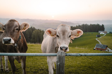 two young cows looking at camera - different colored animals with sunset