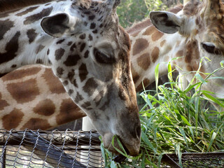 Giraffe eating grass at the zoo.