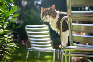 tabby white shorthair cat standing on sun lounger outdoors in sunny garden observing the area