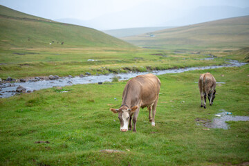 Mountain and cows on green meadow, summer landscape.