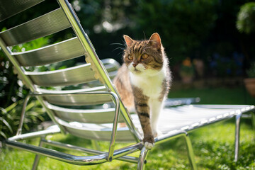 tabby white british shorthair cat standing on sun lounger outdoors in sunny garden observing
