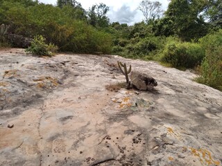 Paisagem formada por afloramento rochoso de Arenito na Caatinga, Bahia, Nordeste do Brasil