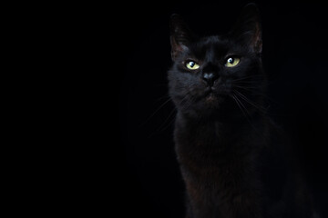 Fototapeta na wymiar black cat portrait on black background with lens flare