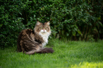 Naklejka na ściany i meble side view of a fluffy tabby white maine coon cat outdoors on green lawn sitting beside a bush observing the garden