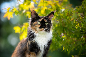 portrait of a beautiful calico tricolor maine coon cat outdoors in green nature observing