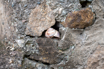 The snail waiting in the rock hole