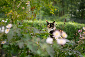 tricolor calico maine coon cat outdoors in green garden with many plants and bushes looking at...