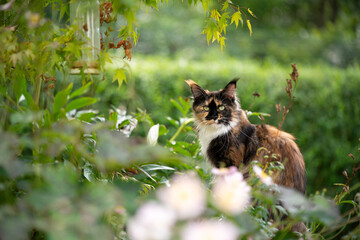 tricolor calico maine coon cat outdoors in green garden with many plants and bushes looking at...