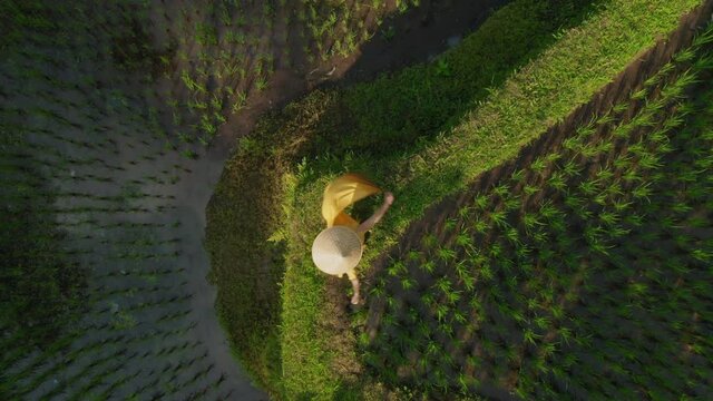 top view woman dancing in rice paddy celebrating travel exploring bali indonesia female tourist dance in rice field discover asia drone view
