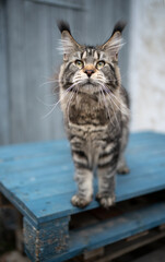 beautiful tabby maine coon cat with long ear tips standing on wooden pallet outdoors looking at camera
