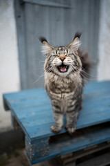 talkative tabby maine coon cat with long ear tips standing on wooden pallet outdoors meowing with...
