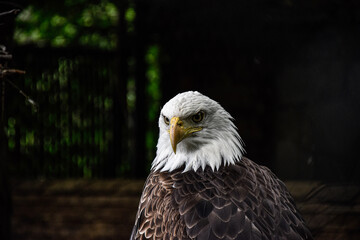 portrait of a eagle