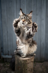 Obraz premium playful tabby maine coon cat on tree stump rearing up playing with feather toy outdoors making funny moves