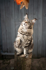 Obraz premium playful tabby maine coon cat on tree stump playing with feather toy outdoors