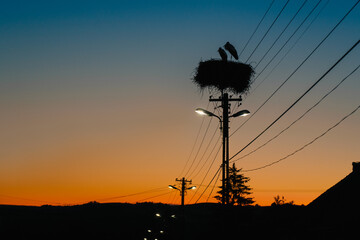 silhouette of a stork nest on electricity pylon at sunrise