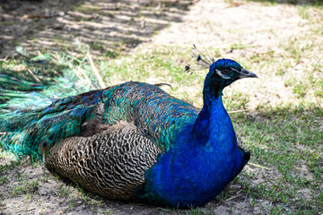 Fototapeta premium peacock with feathers