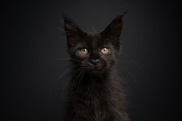 cute black maine coon kitten looking at camera on dark gray background