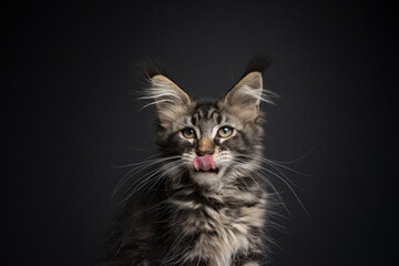 hungry tabby maine coon kitten portrait licking lips on black background with copy space