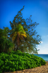 Fototapeta na wymiar Vegetation on Seven Mile Beach in the Caribbean, Grand Cayman, Cayman Islands