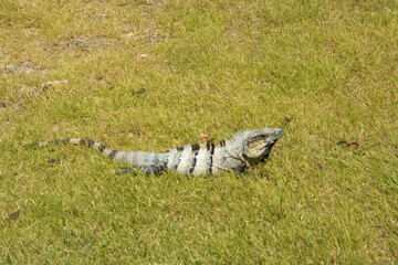 Iguana in the grass