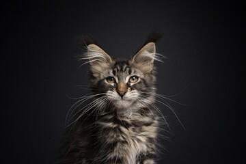Fototapeta premium beautiful tabby maine coon kitten with long whiskers portrait on black background