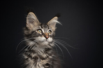 beautiful tabby maine coon kitten with long whiskers portrait on black background looking away