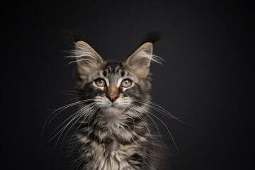 cute tabby maine coon kitten with long white whiskers looking at camera on black background