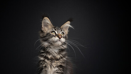 Fototapeta na wymiar beautiful tabby maine coon kitten with long whiskers portrait on black background looking away
