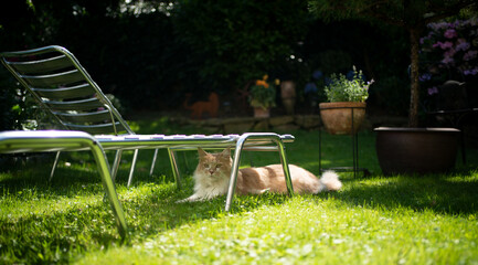 cream colored maine coon cat resting in shade under sun lounger outdoors in sunny garden
