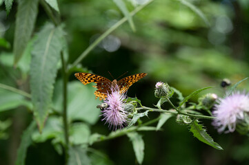 Butterflies feeding from flowers