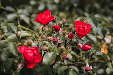 Red roses