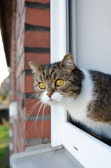 curious tabby white cat looking out of open window