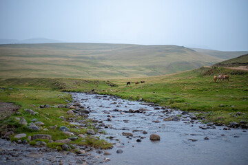 Mountain river stream summer landscape