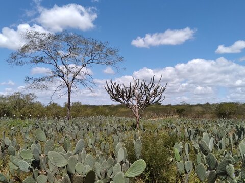 Planta&ccedil;&atilde;o de palma-forrageira (Opuntia ficus-indica) tamb&eacute;m conhecida como Palma redonda, Orelha de on&ccedil;a ou Palma-santa, no Nordeste do Brasil. 